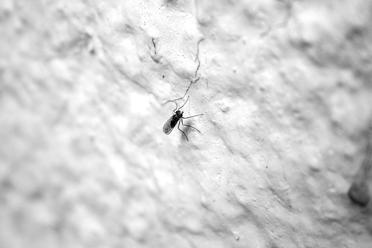 El repelente de mosquitos más delicioso del mundo