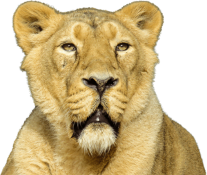 lion-1053013_960_720