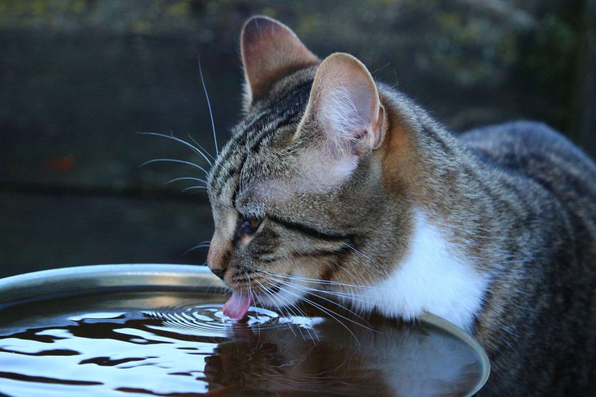 Evita que tu amigo sufra un golpe de calor