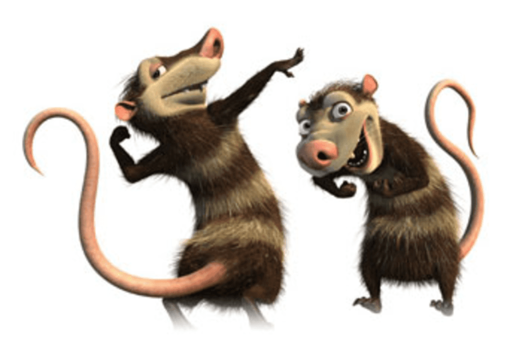 Cuidemos al Tlacuache Insolente