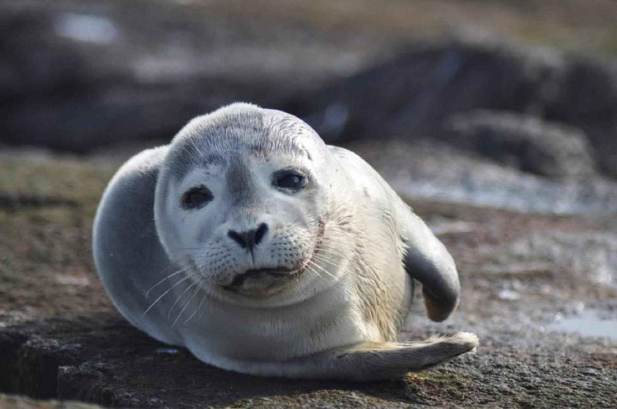 Selkie: las sirenas que no son letales, o no tan letales
