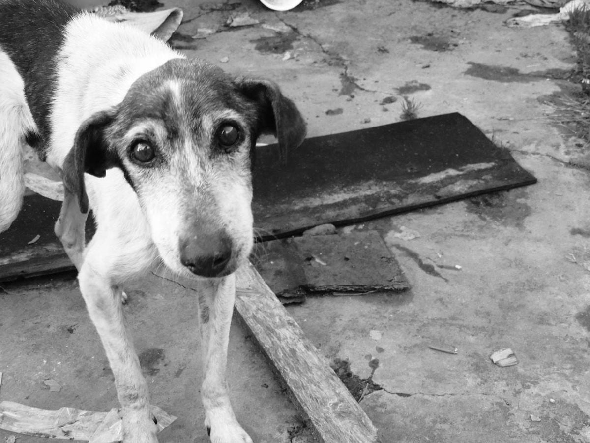 ¿Sabes cómo proteger a tu mascota en caso de desastre natural?