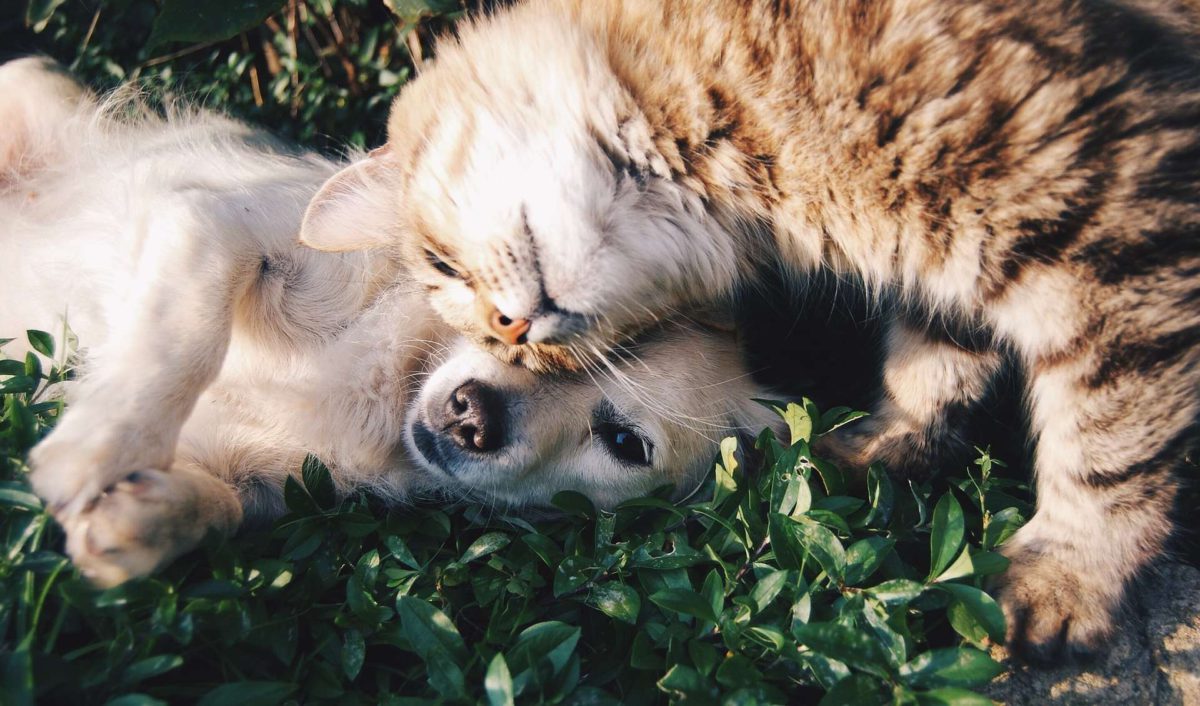 Ya puedes registrar a tu mascota: perro o gato