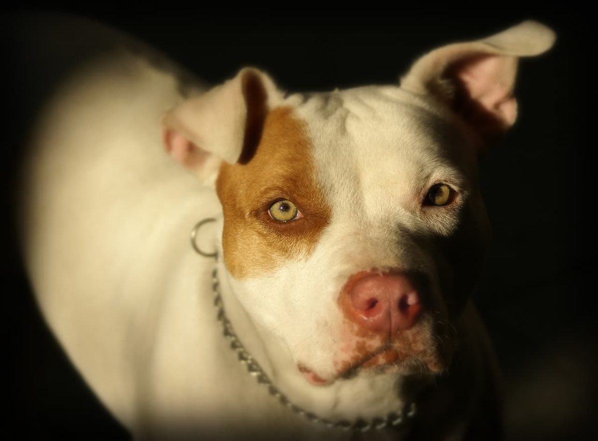 Cortar la cola a los perros será ilegal en España