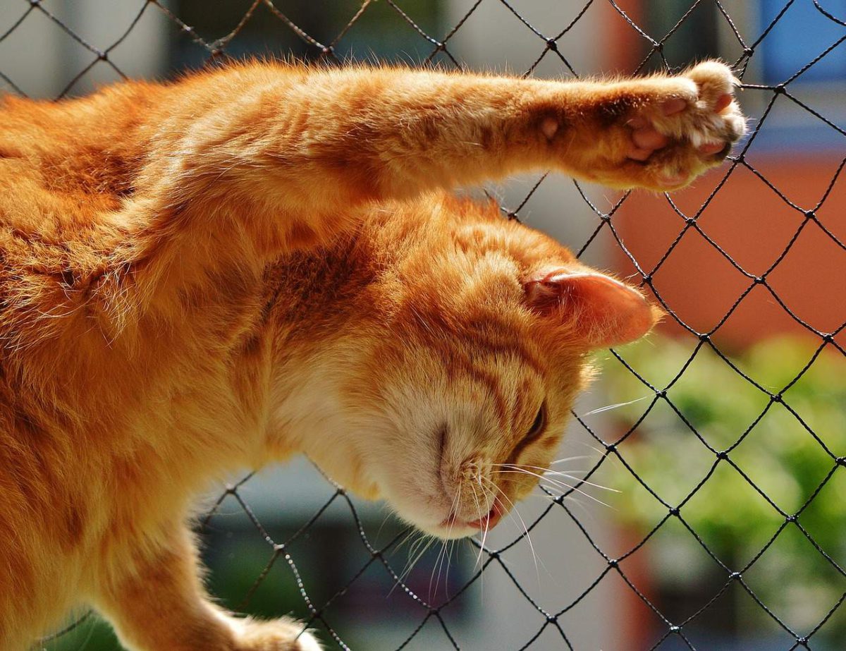 Cuidado si te gustan los gatos: pueden matarte de un rasguño, según estudio