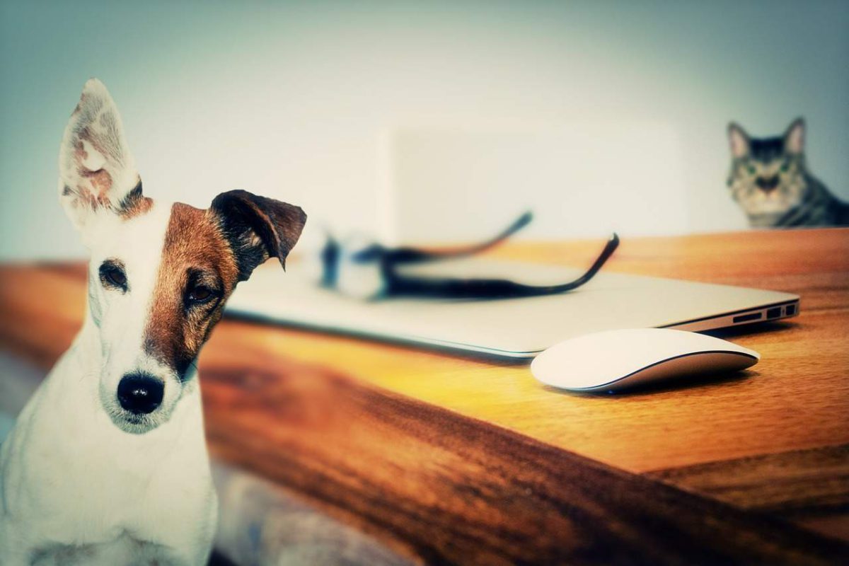 5 productos que no te deben faltar si tienes un perro y vives en departamento