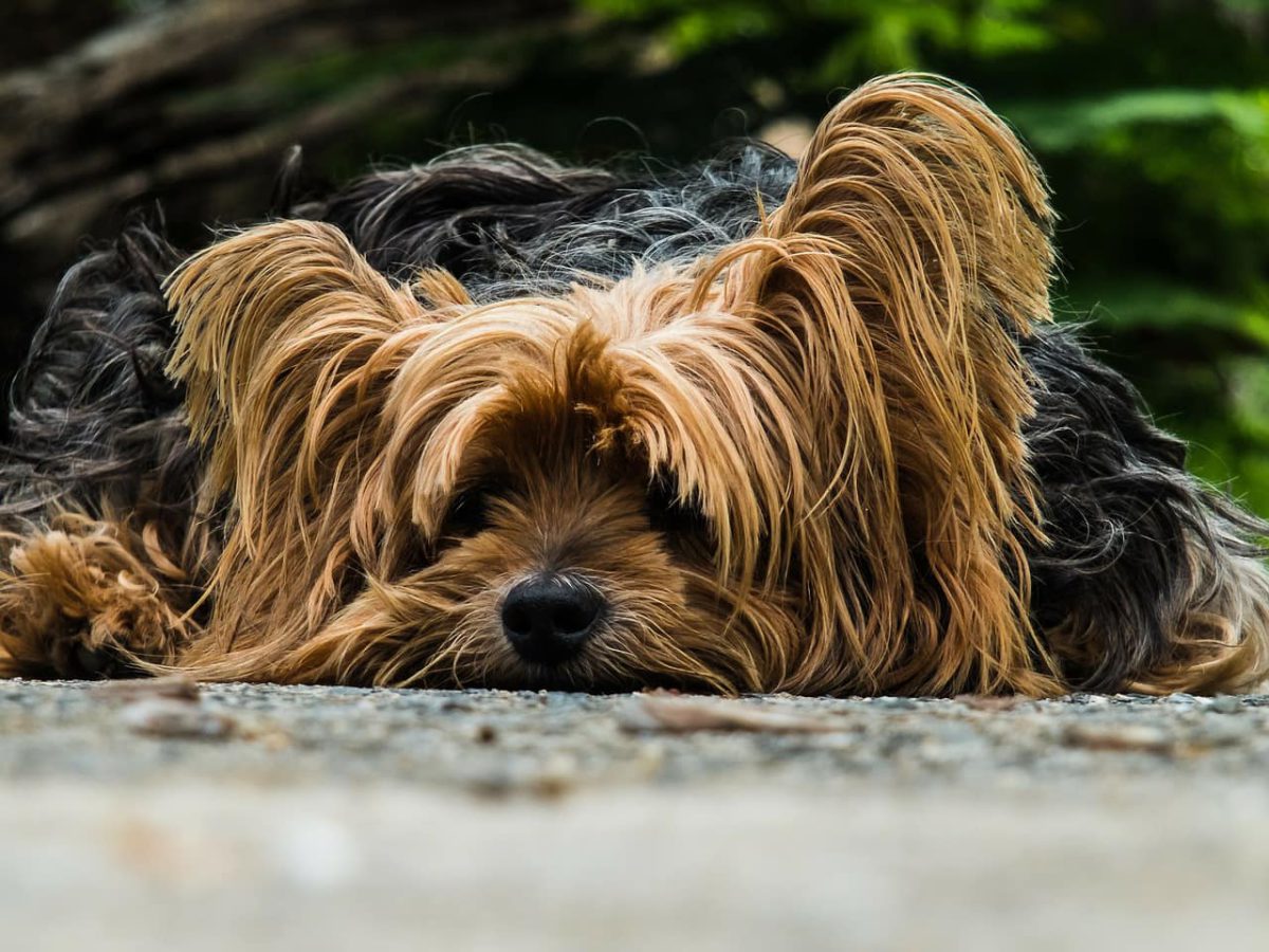 Paséame, una app que hará feliz a tu perro