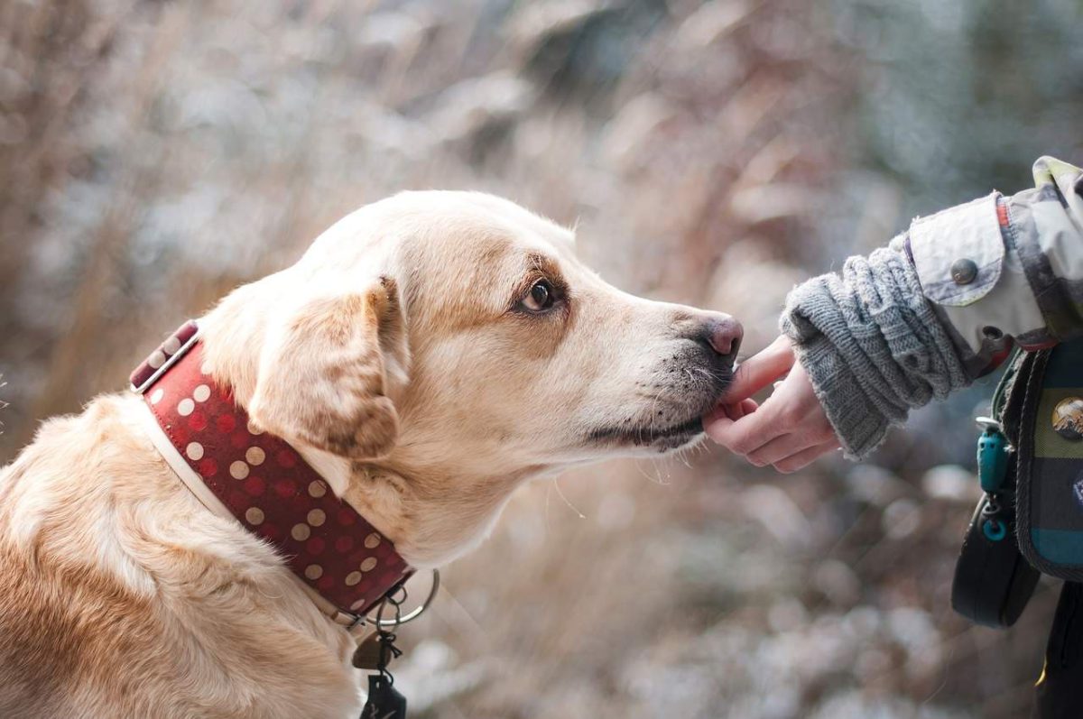 6 motivos que te convencerán de tener un perro en casa