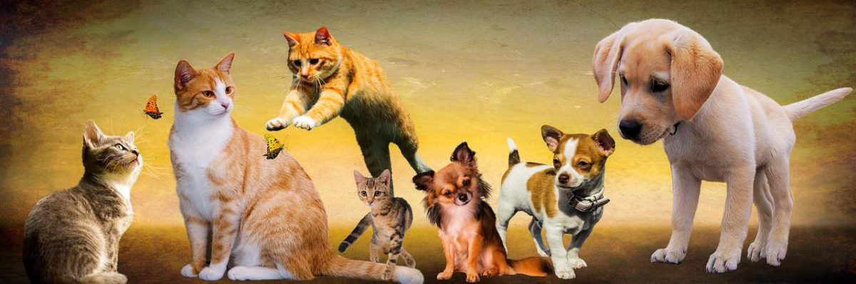 Campaña que pide tu ayuda para salvar a perros y gatos que viven en la calle