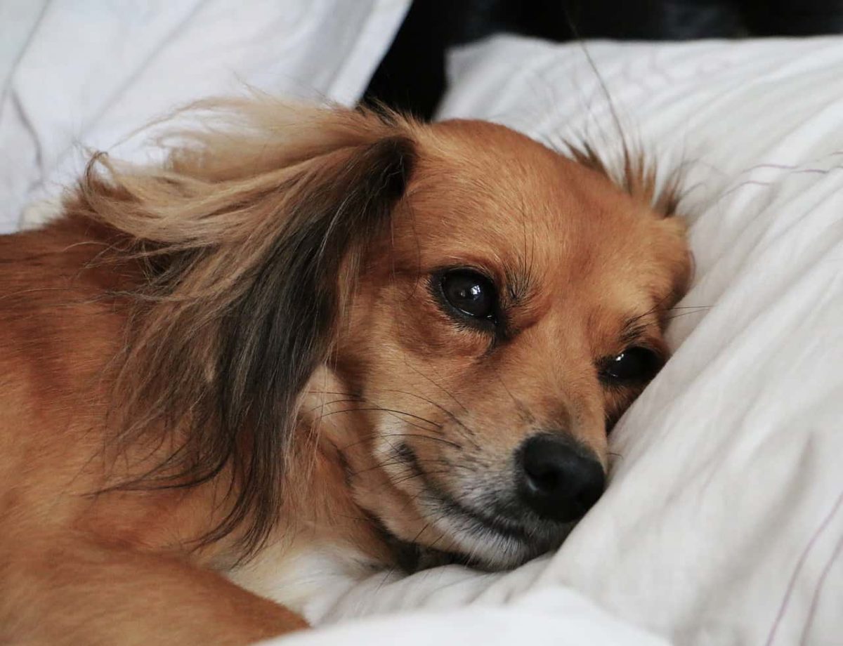 Una divertida manera de engañar a tu perro a la hora de darle su medicina