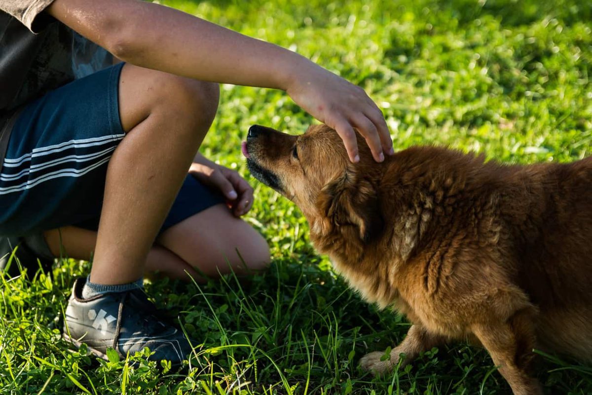 3 beneficios de tener a una mascota en casa