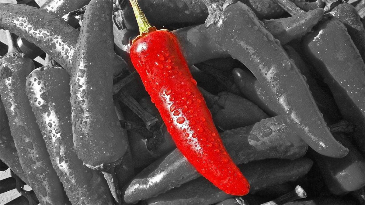 Hasta en chiles hay preferencias, ¿sabes cuál es el que más buscan los mexicanos?