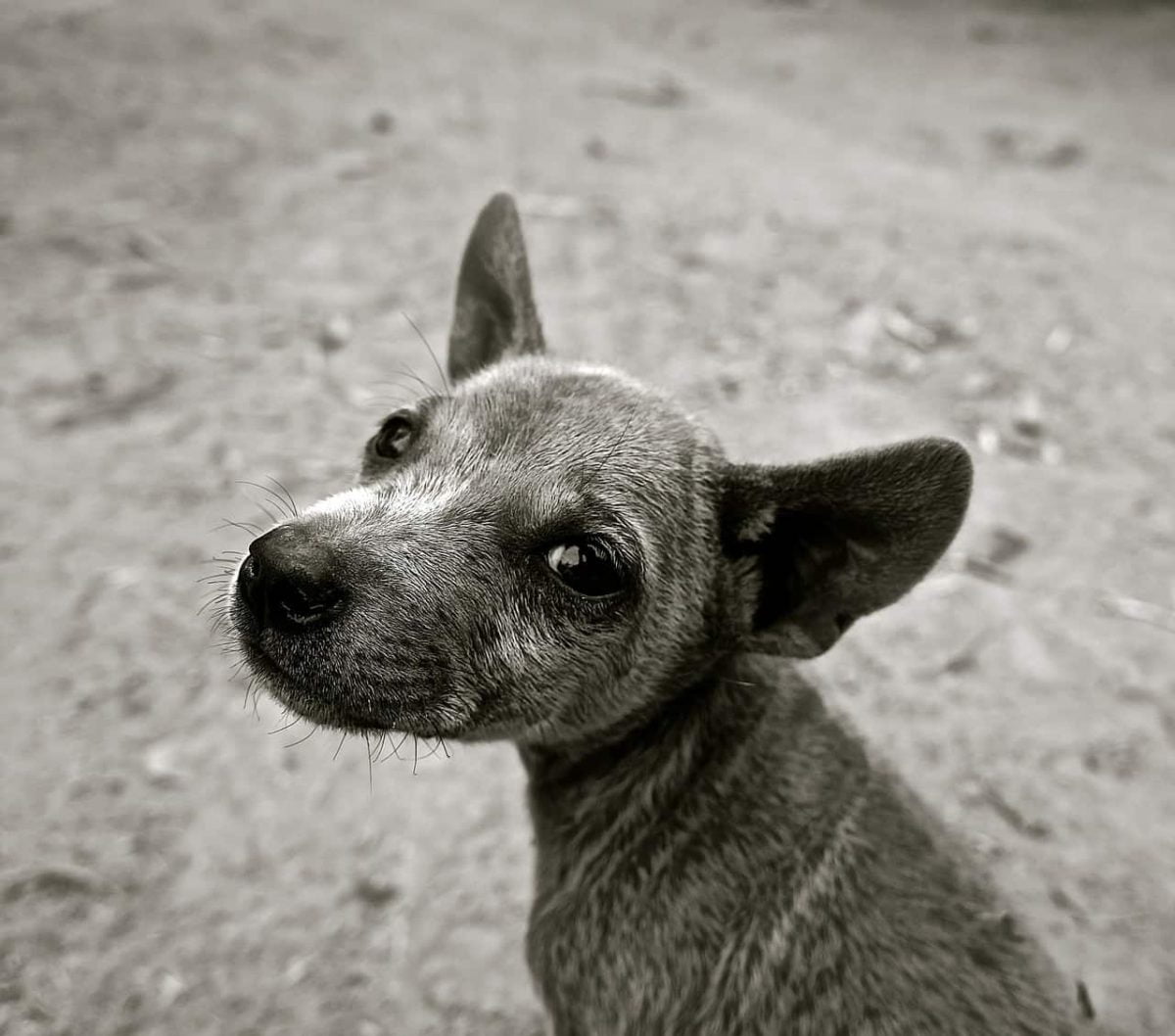 ¿Cómo ayudas a un perro en caso de catástrofe natural?
