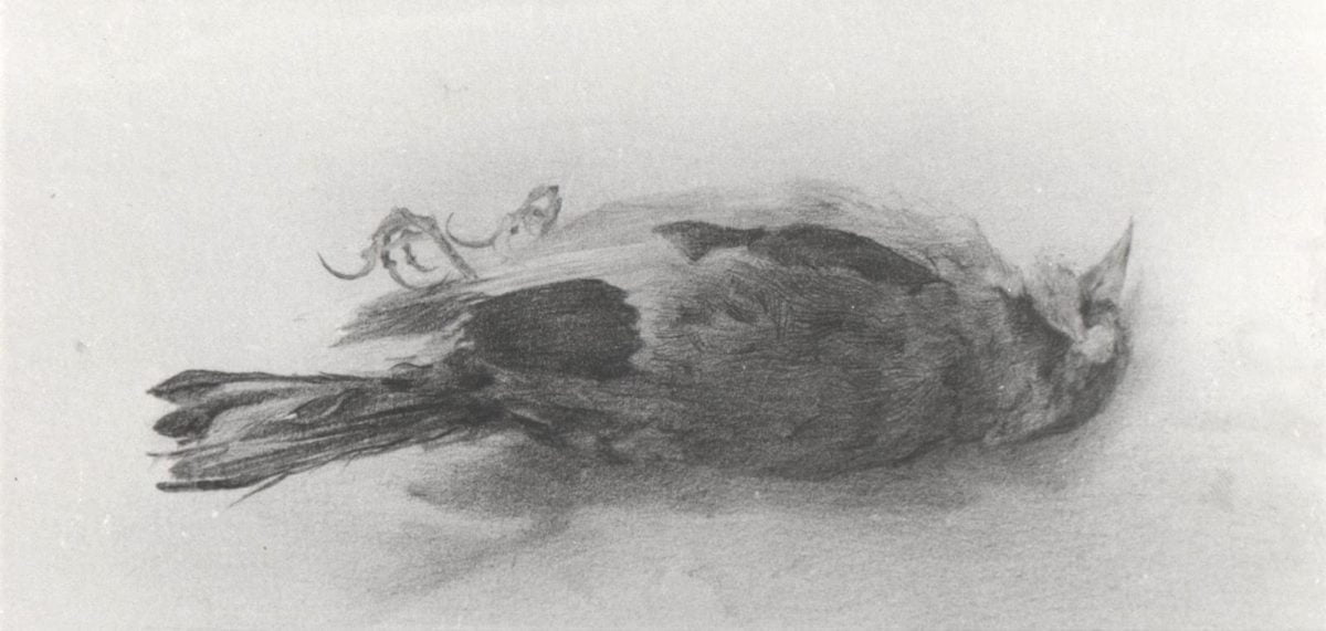 AGONÍA DEL PÁJARO, poema de Aleqs Garrigóz