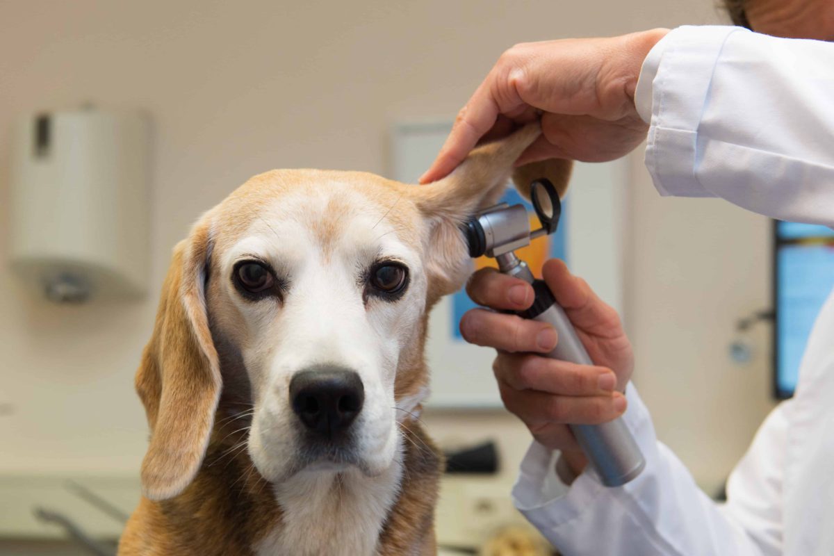 Conoce las 4 principales enfermedades que aquejan a las mascotas