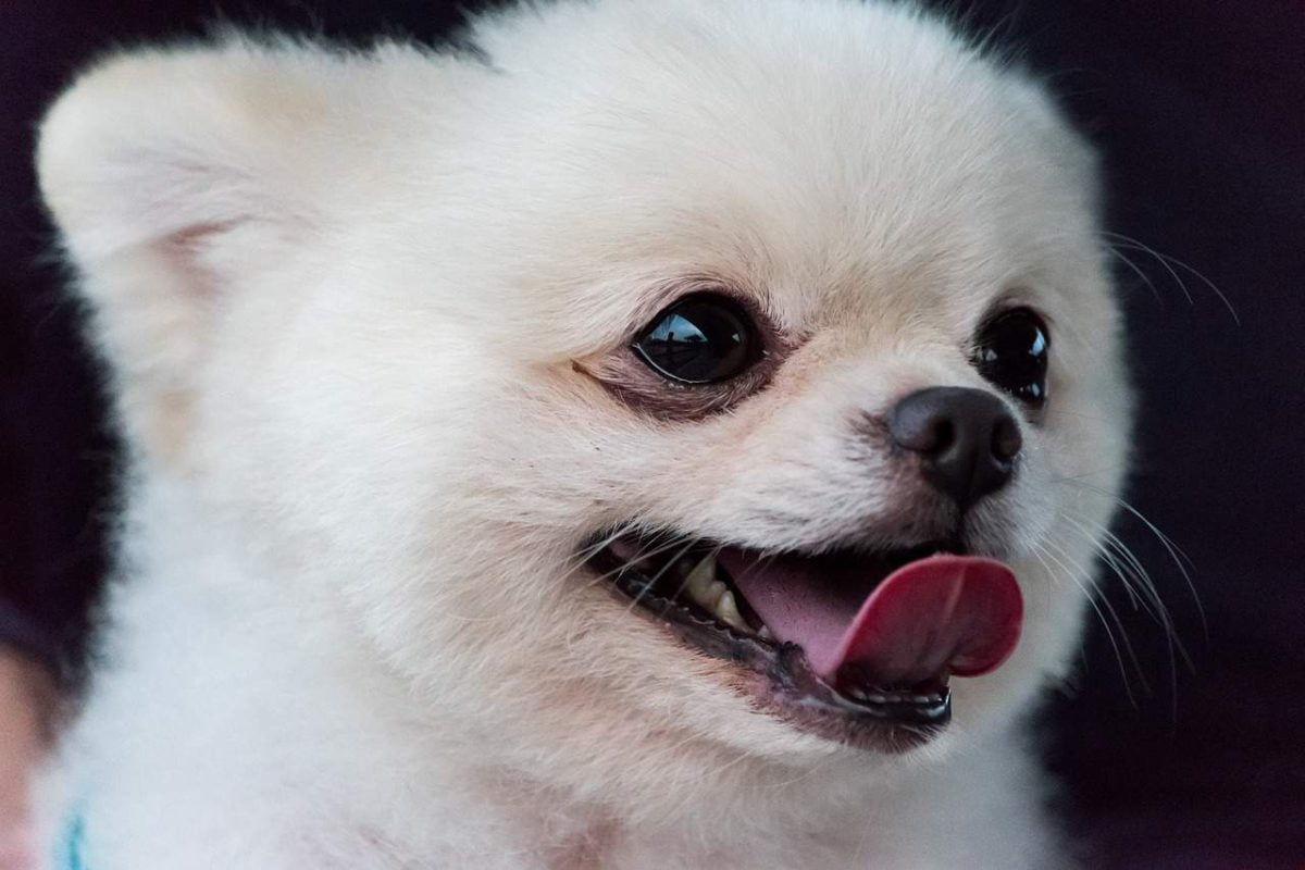 El peso de tu perro habla de su salud