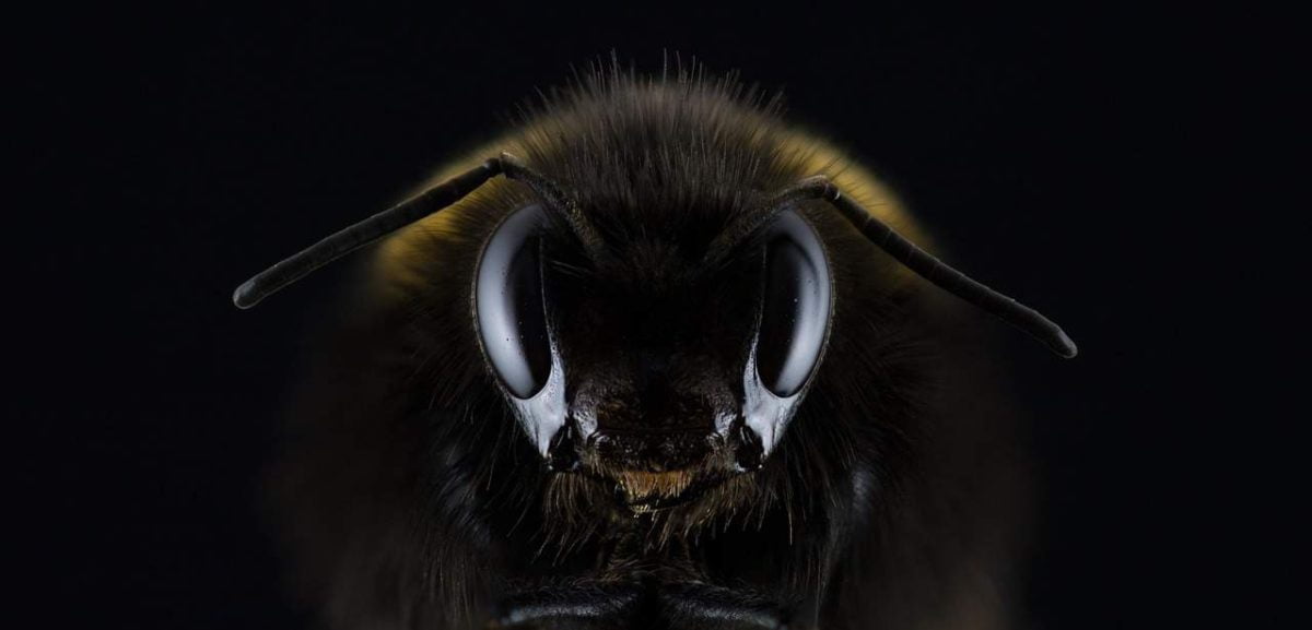 ¡Haz una buena obra!, agradece a las abejas en su día