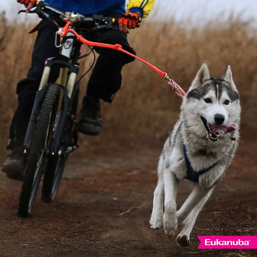 perro activo y uno juguetón