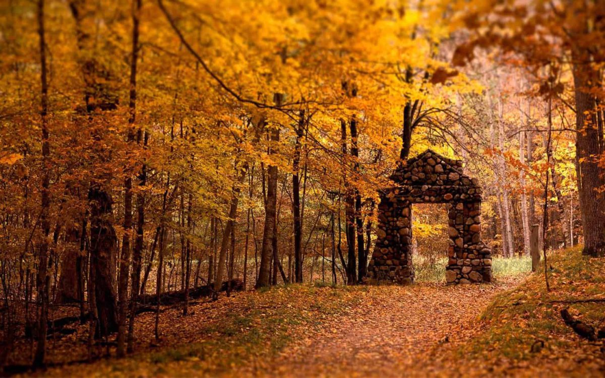 OTOÑO EN EL BOSQUE, poema de Aleqs Garrigóz