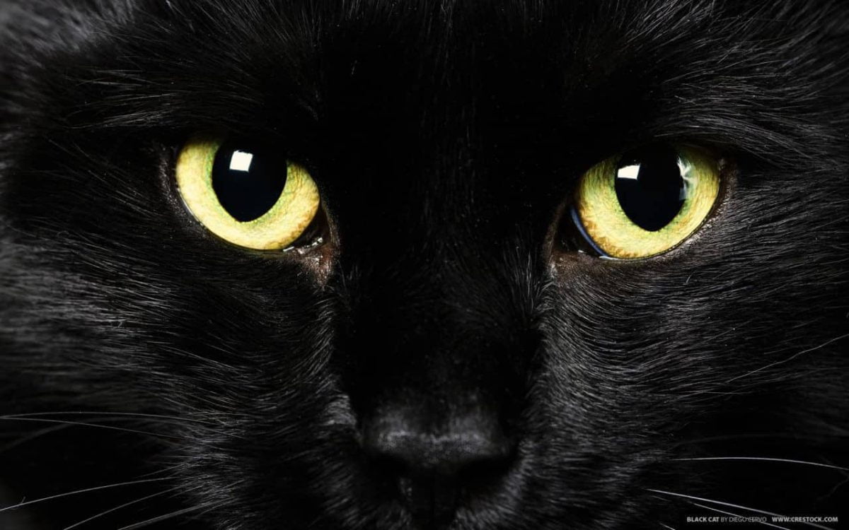 El gato negro