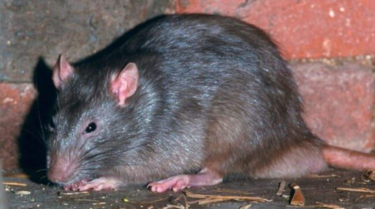 La rata