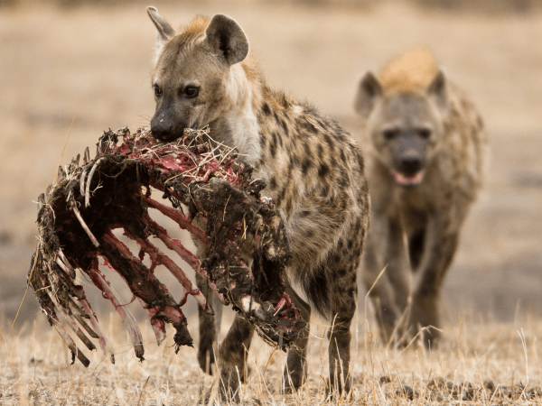 hiena-comiendo