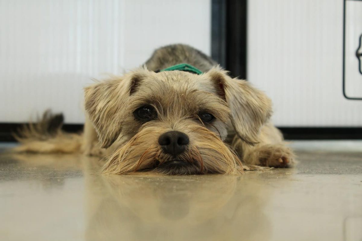 Estas son las 5 razas de perro que más se roban