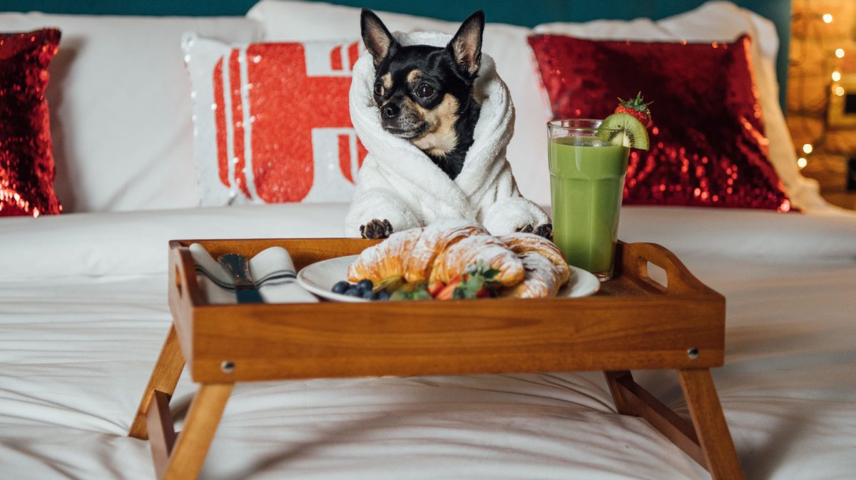 Se busca crítico canino de hoteles